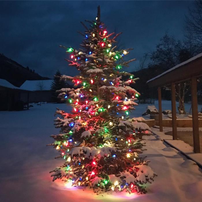 Christmas tree outdoor decor